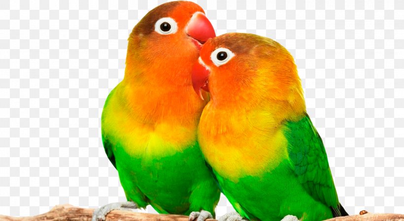 Grey-headed Lovebird Parrot Desktop Wallpaper, PNG, 1920x1055px, Greyheaded Lovebird, Animal, Beak, Bird, Common Pet Parakeet Download Free