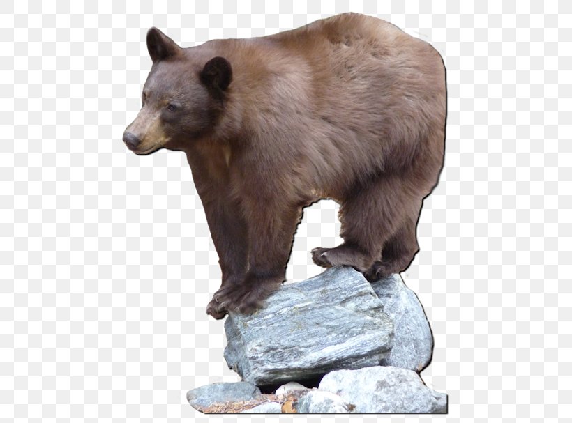 Grizzly Bear American Black Bear Terrestrial Animal Wildlife, PNG, 500x607px, Grizzly Bear, American Black Bear, Animal, Bear, Brown Bear Download Free