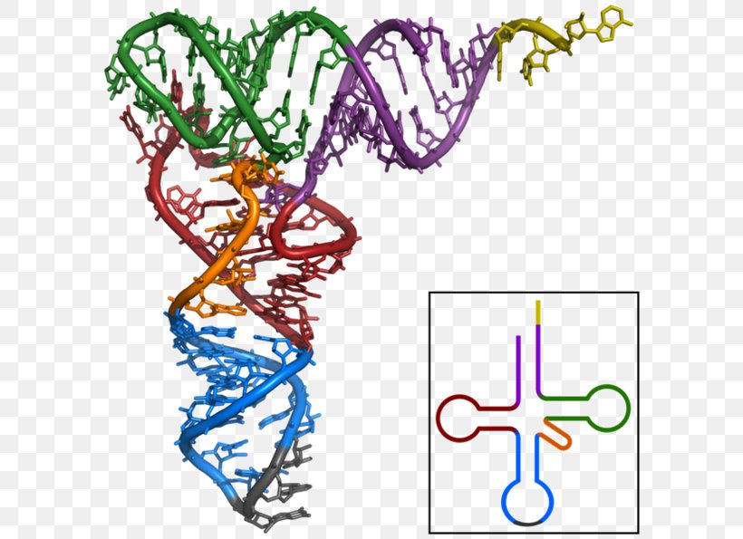 Transfer RNA Messenger RNA Translation Structure, PNG, 602x595px, Transfer Rna, Amino Acid, Area, Biology, Body Jewelry Download Free