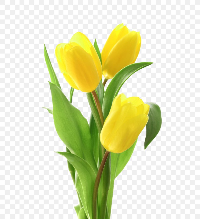 Tulip Flower Bouquet Yellow, PNG, 600x900px, Tulip, Cut Flowers, Floral Design, Floristry, Flower Download Free