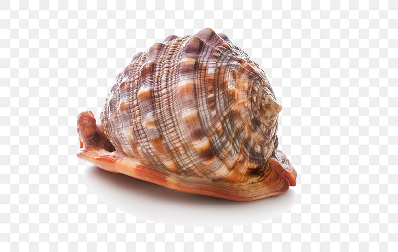 Cockle Seashell Stock Photography, PNG, 728x520px, Cockle, Animal Product, Animal Source Foods, Beach, Box Turtle Download Free