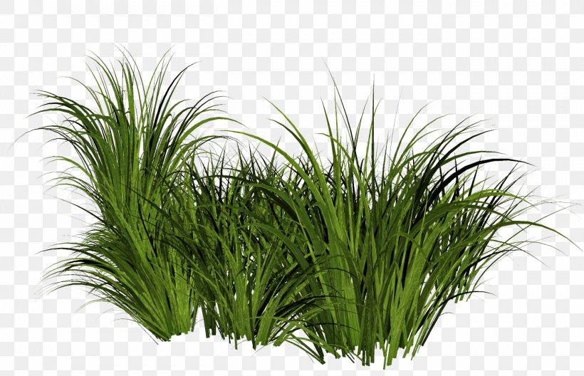 Lawn Clip Art, PNG, 1353x872px, Lawn, Aquarium Decor, Chrysopogon Zizanioides, Commodity, Computer Graphics Download Free