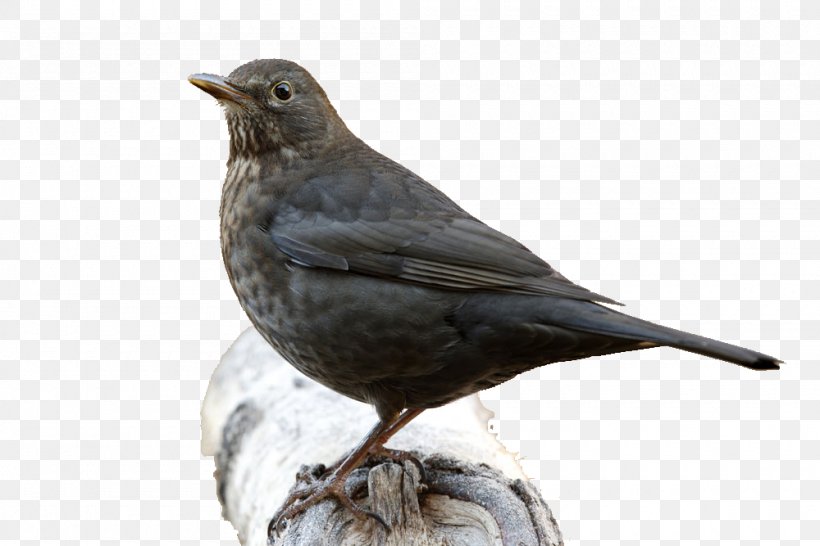 Bird, PNG, 1000x667px, Common Blackbird, American Crow, Beak, Bird, Bird Nest Download Free