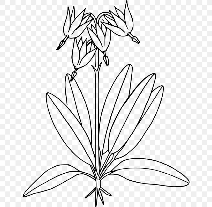 Botany Coloring Book (HarperCollins Coloring Books Flower Clip Art, PNG, 646x800px, Flower, Artwork, Black And White, Botany, Branch Download Free