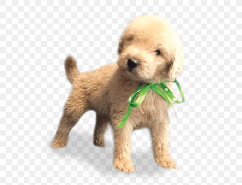 Cockapoo Miniature Poodle Schnoodle Goldendoodle Toy Poodle, PNG, 600x628px, Cockapoo, Carnivoran, Cavapoo, Companion Dog, Dog Download Free