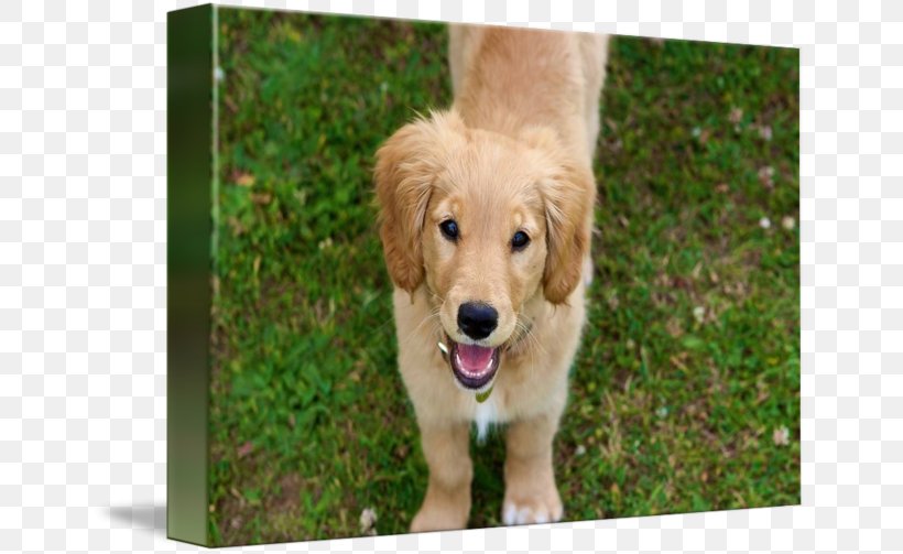 Golden Retriever English Cocker Spaniel Puppy Purebred Dog Dog Breed, PNG, 650x503px, Golden Retriever, Animal, Breed, Canidae, Carnivoran Download Free