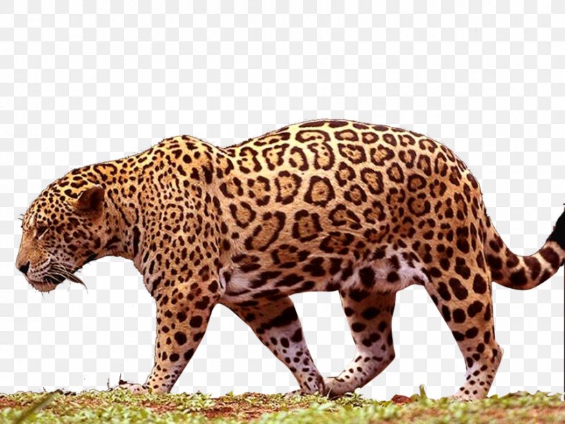 Jaguar Black Panther Leopard, PNG, 900x675px, Jaguar, Big Cats, Black Panther, Carnivoran, Cat Like Mammal Download Free