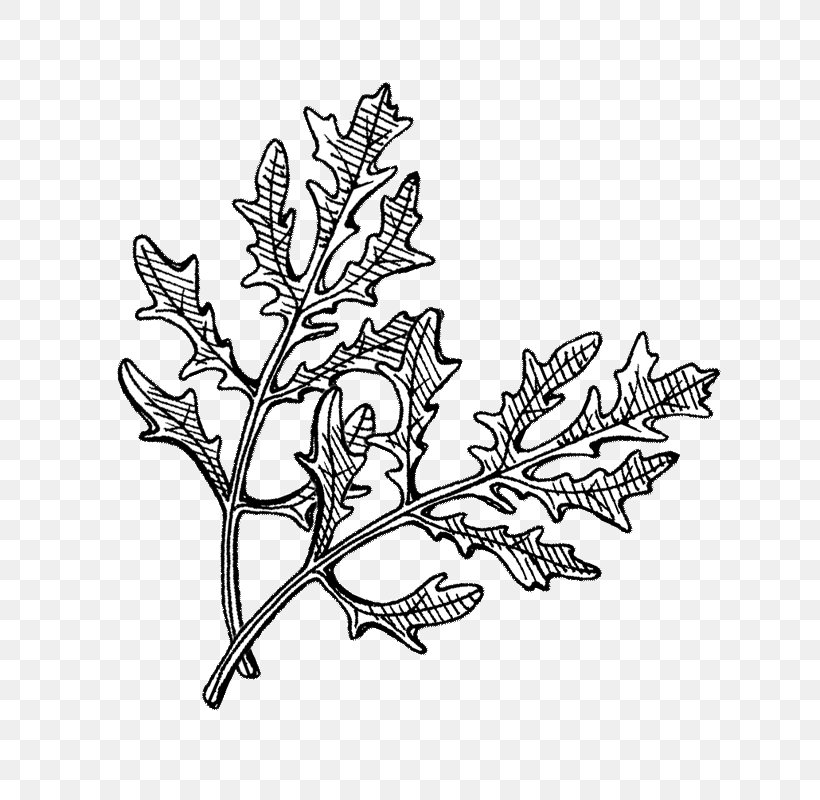 /m/02csf Hyötykasviyhdistys Ry Line Art Drawing Plant, PNG, 800x800px, Line Art, Artwork, Black And White, Branch, Centimeter Download Free
