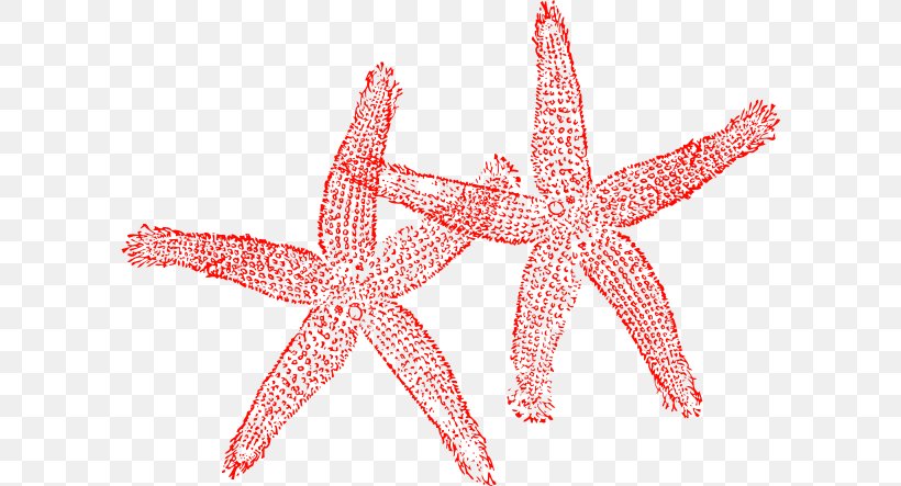 Starfish Clip Art, PNG, 600x443px, Starfish, Drawing, Echinoderm, Free, Invertebrate Download Free