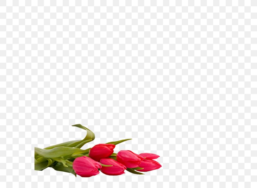 Tulip Cut Flowers Floral Design Still Life Photography, PNG, 600x600px, Tulip, Cut Flowers, Floral Design, Flower, Flowering Plant Download Free