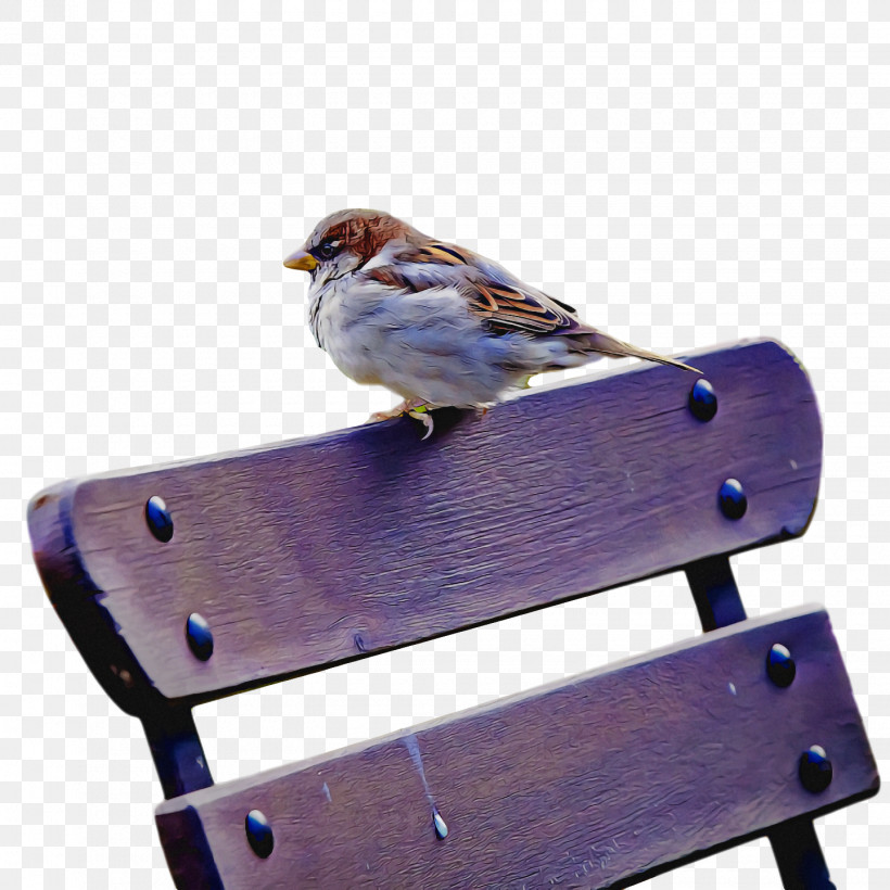 Bird, PNG, 1440x1440px, Bird, Beak, House Sparrow, Perching Bird, Songbird Download Free