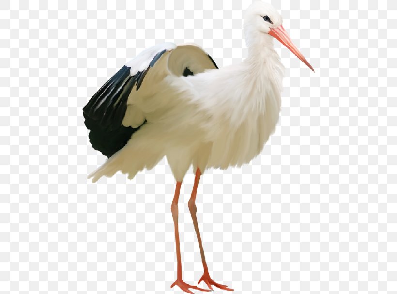 Bird Clip Art Crane, PNG, 480x607px, Bird, Beak, Ciconia, Ciconiiformes, Crane Download Free