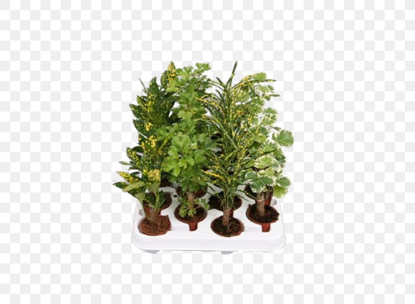 Flowerpot Houseplant Shrub, PNG, 600x600px, Flowerpot, Evergreen, Flower, Herb, Houseplant Download Free