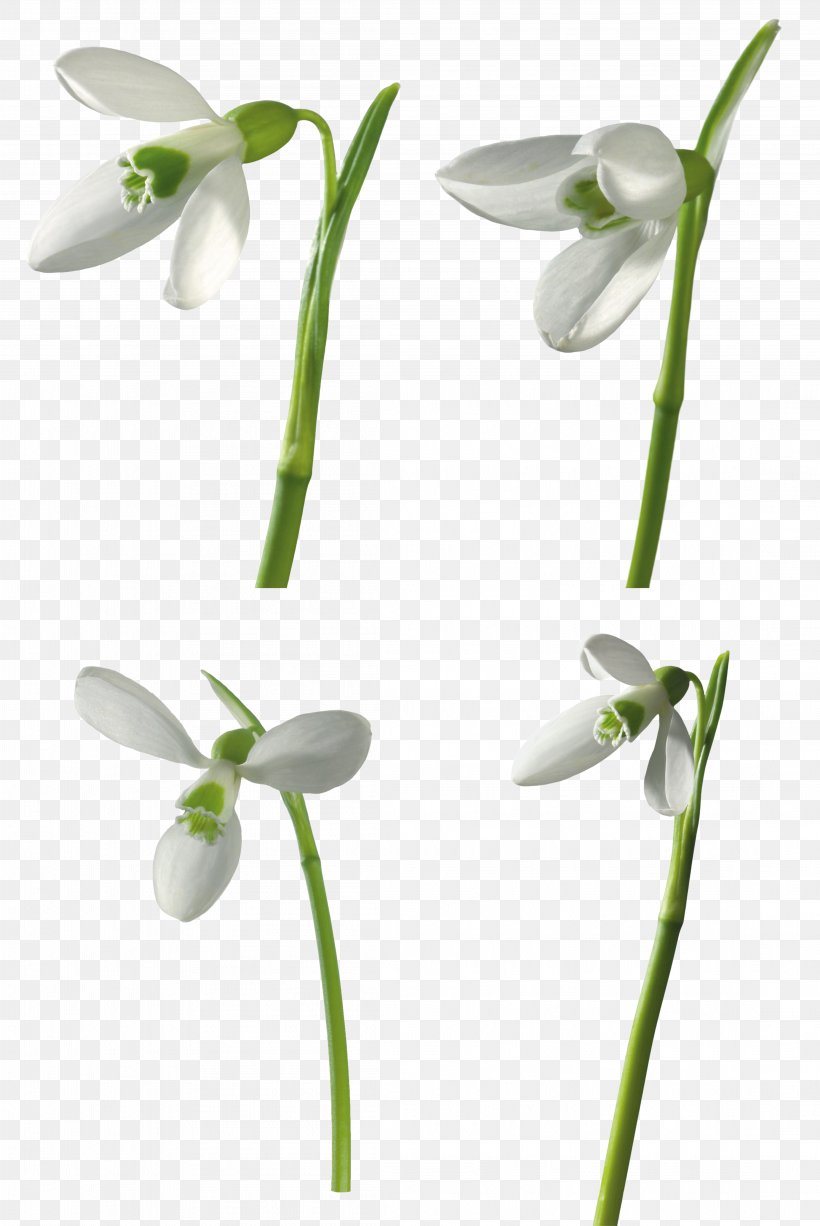 Snowdrop Clip Art, PNG, 4397x6577px, Snowdrop, Alpha Mapping, Computer Graphics, Flora, Flower Download Free