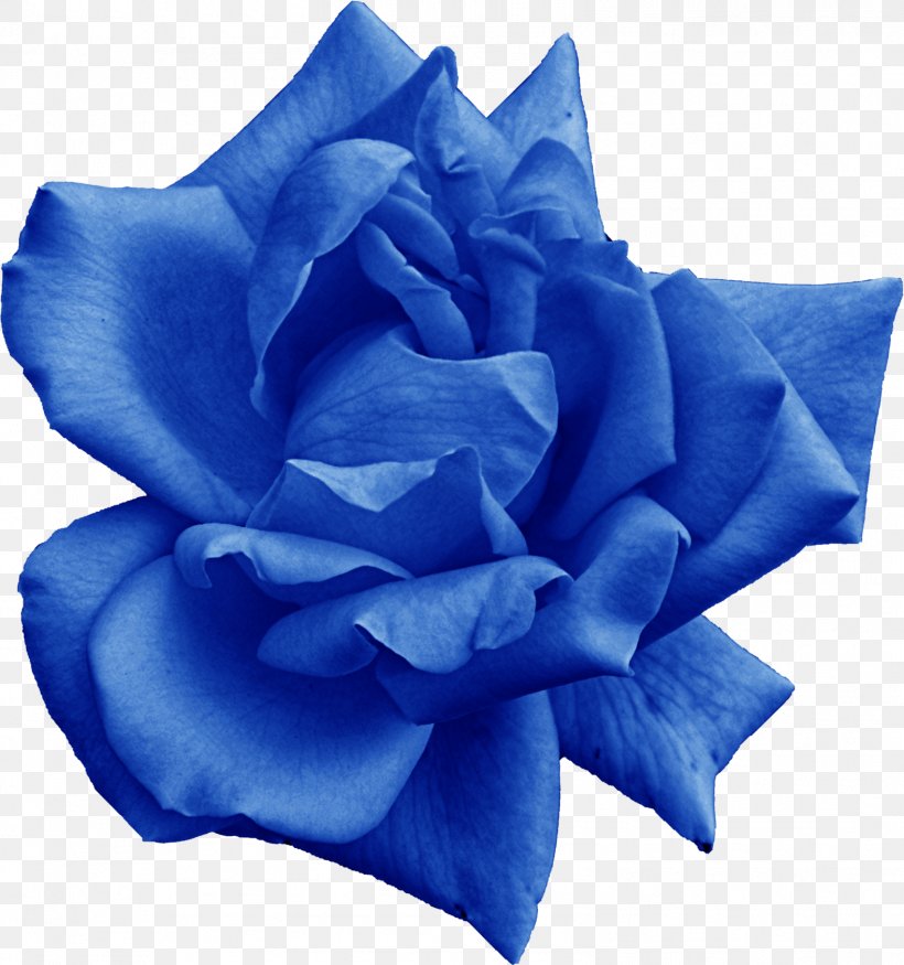 Blue Rose Garden Roses Flower, PNG, 1578x1684px, Blue Rose, Blue, Cobalt Blue, Cut Flowers, Electric Blue Download Free