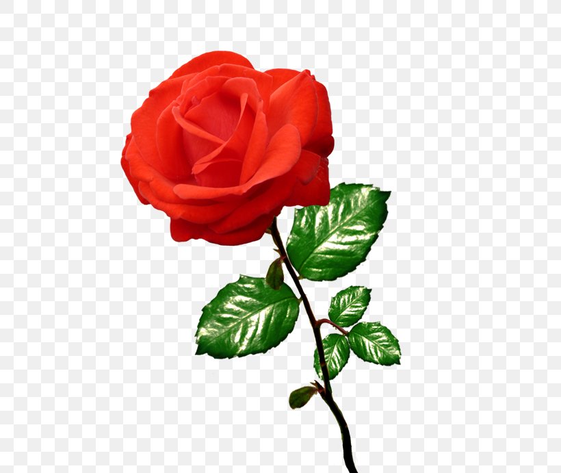 Black Rose Clip Art, PNG, 577x691px, Rose, Black Rose, Cartoon, China Rose, Cut Flowers Download Free