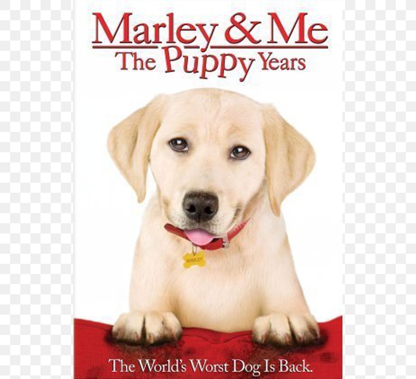 Marley & Me: Life And Love With The World's Worst Dog YouTube Bodi Grogan, PNG, 747x747px, 2011, Dog, Actor, Carnivoran, Companion Dog Download Free
