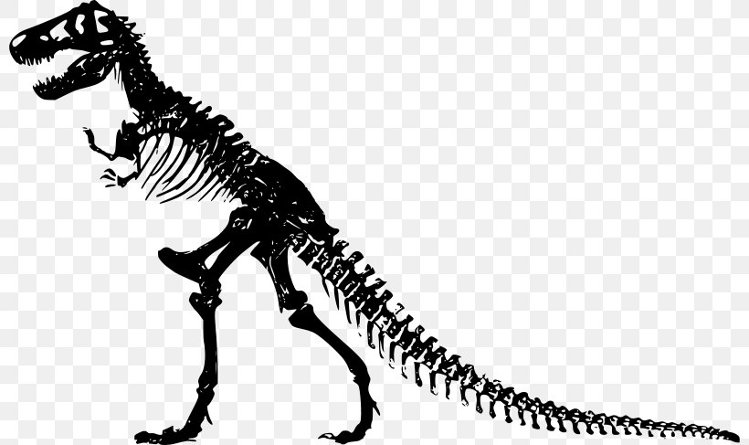 Tyrannosaurus Clip Art Dinosaur Skeleton Free Content, PNG, 800x487px, Tyrannosaurus, Animal Figure, Apatosaurus, Blackandwhite, Bone Download Free