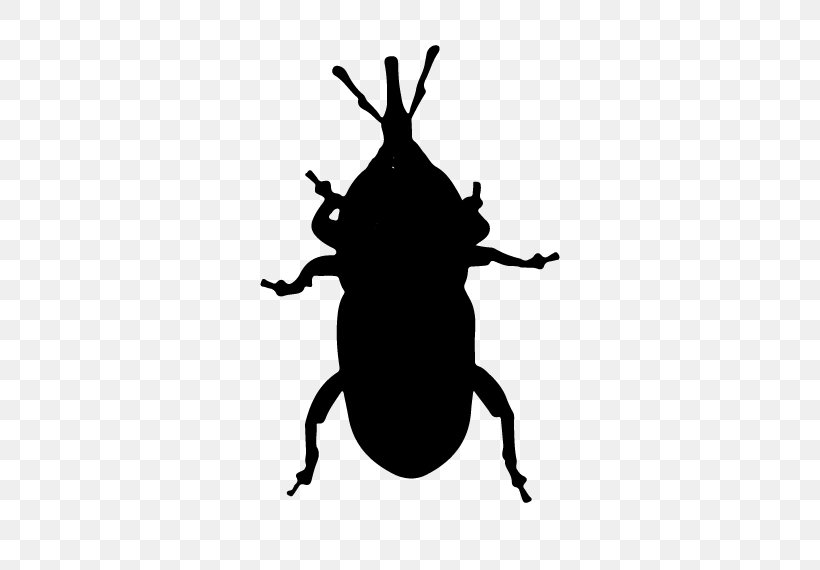 Weevil Insect Silhouette Pollinator Membrane, PNG, 570x570px, Weevil, Beetle, Blister Beetles, Bug, Darkling Beetles Download Free