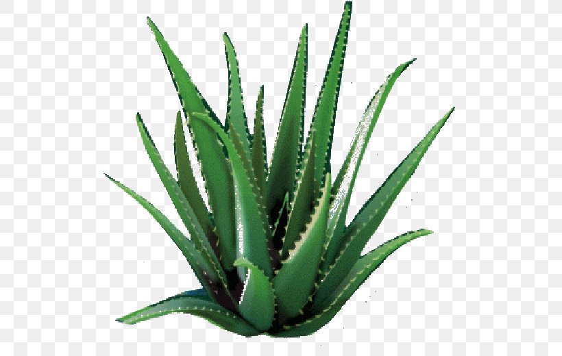 Aloe Vera Plants Skin Succulent Plant Dietary Supplement, PNG, 520x520px, Aloe Vera, Agave, Agave Azul, Aloe, Aloe Vera Leaf Download Free