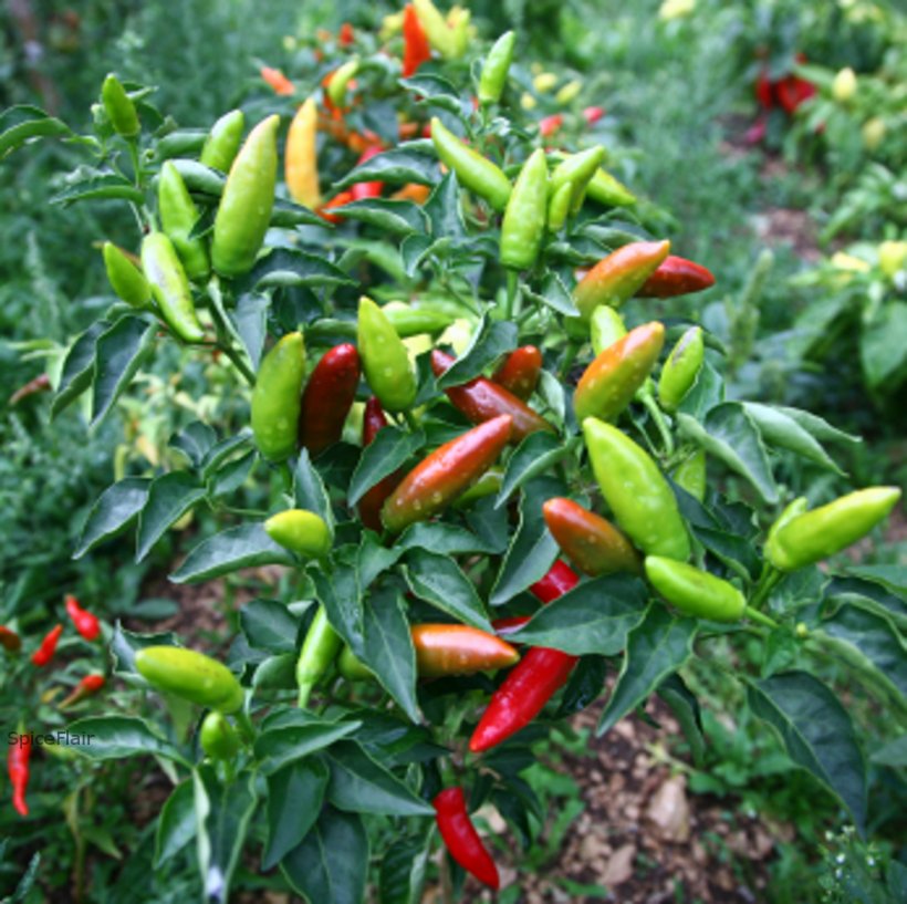 Bell Pepper Bird's Eye Chili Chili Pepper Pungency Spice, PNG, 900x897px, Bell Pepper, Bell Peppers And Chili Peppers, Bird S Eye Chili, Capsicum, Capsicum Annuum Download Free