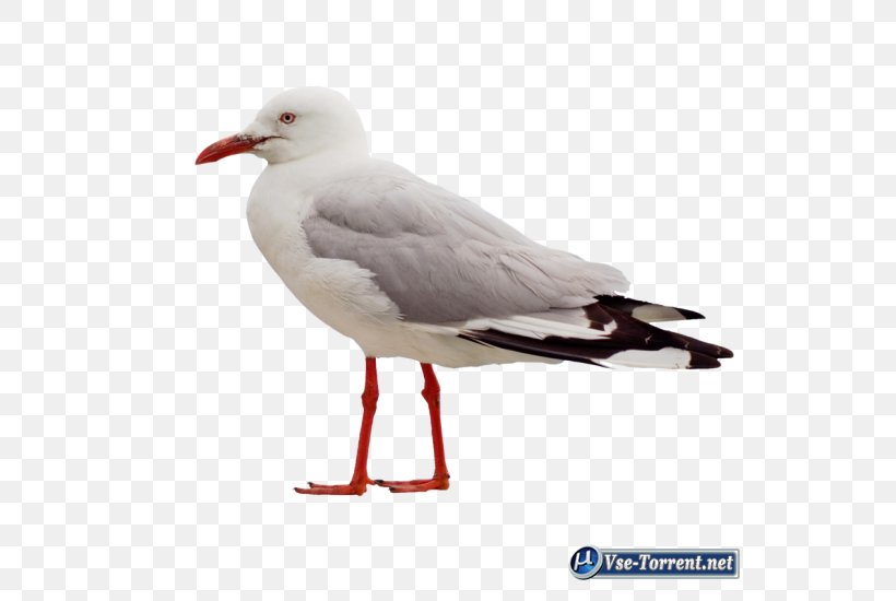 Bird Clip Art Psd Gulls, PNG, 550x550px, Bird, Beak, Charadriiformes, Digital Image, European Herring Gull Download Free