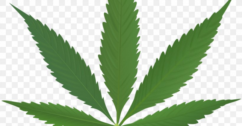 Cannabis In Papua New Guinea Clip Art Marijuana Hashish, PNG, 1200x630px, Cannabis, Cannabis In Papua New Guinea, Cannabis Ruderalis, Cannabis Shop, Drug Download Free