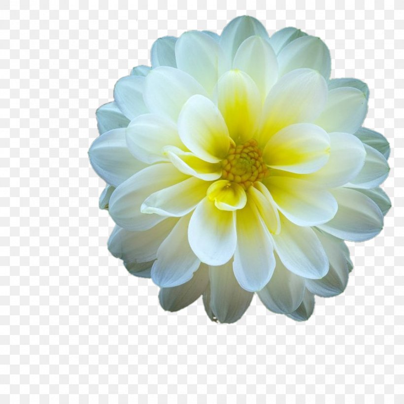 Dahlia Chrysanthemum Petal, PNG, 894x894px, Dahlia, Chrysanthemum, Chrysanths, Daisy Family, Flower Download Free