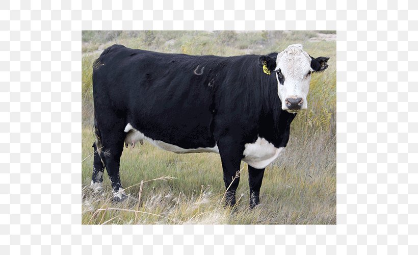 Hereford Cattle Dairy Cattle Angus Cattle Calf Black Hereford, PNG, 500x500px, Hereford Cattle, Angus Cattle, Beef Cattle, Black Baldy, Black Hereford Download Free