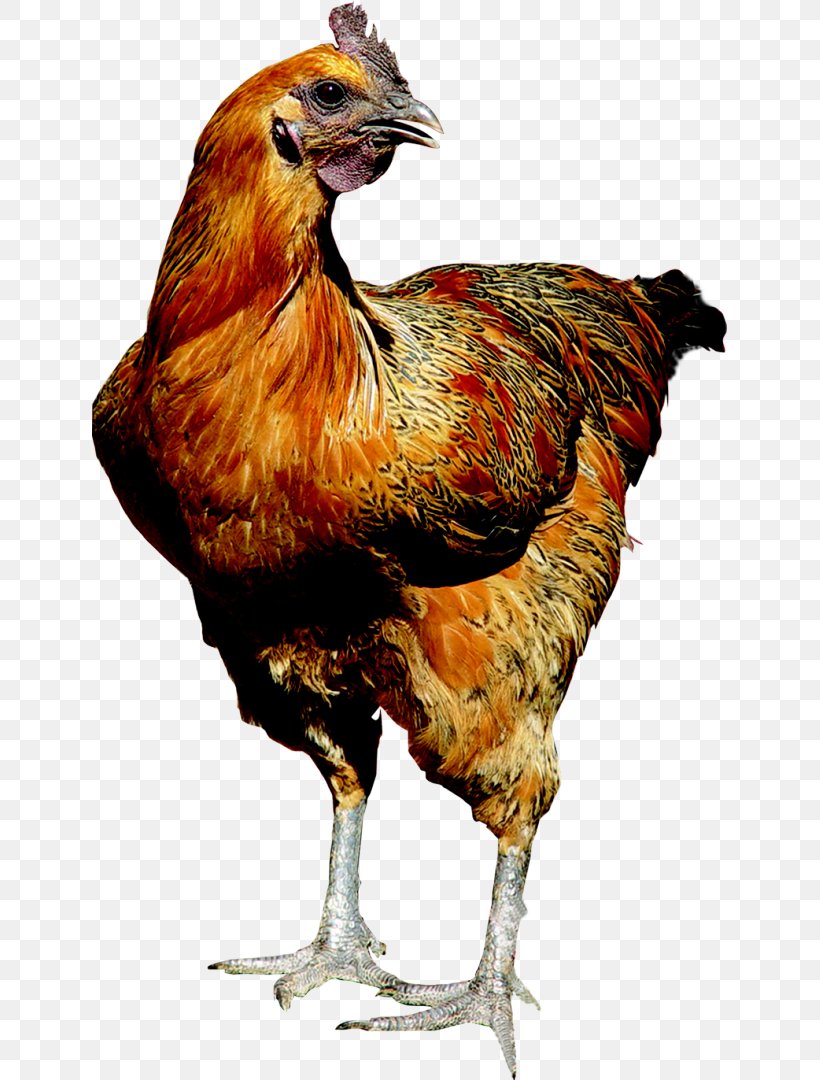 Rooster Tau Vang Chicken The Little Black Hen Chicken As Food Meat, PNG, 635x1080px, Rooster, Beak, Bird, Blockchain, Chicken Download Free
