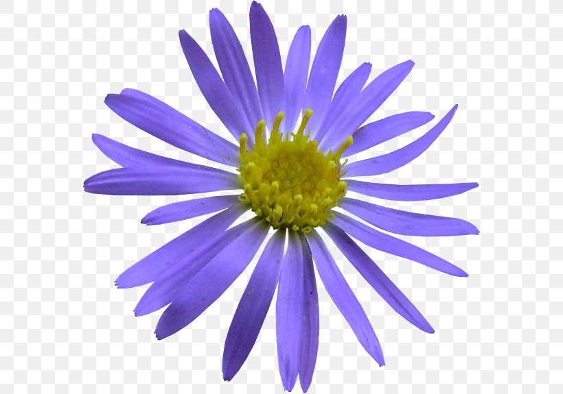 Aster Flower Flora Petal Clip Art, PNG, 580x575px, Aster, Advertising, Animation, Annual Plant, Ansichtkaart Download Free