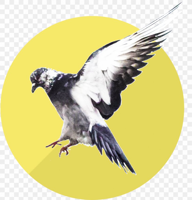 Bird Beak Feather Wake School Personal Development Personality Test, PNG, 837x871px, Bird, Afacere, Beak, Bird Of Prey, Compass Download Free