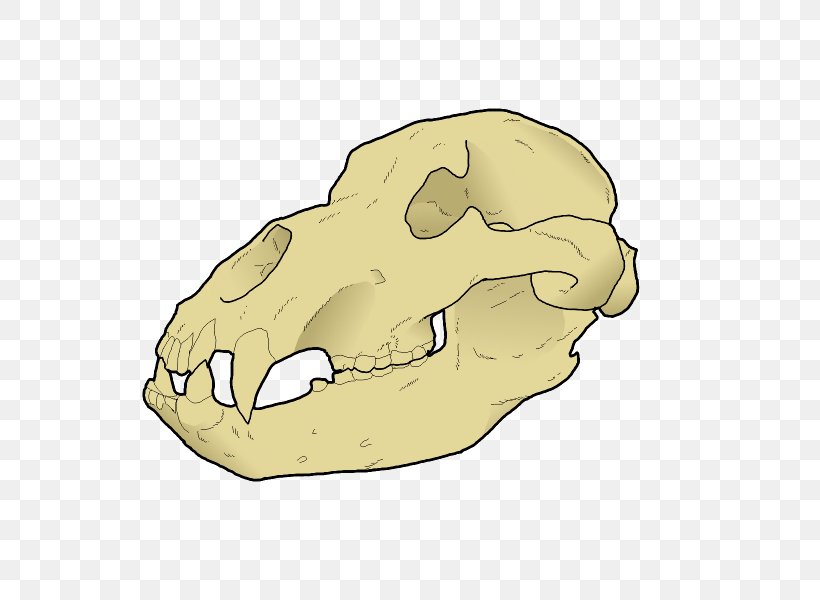 Carnivora Nose Skull Jaw Animated Cartoon, PNG, 600x600px, Carnivora, Animated Cartoon, Bone, Carnivoran, Head Download Free