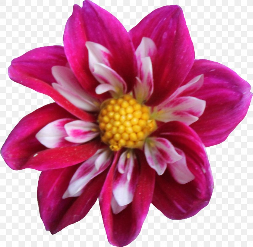 Dahlia Flower Clip Art, PNG, 900x878px, Dahlia, Annual Plant, Chrysanths, Cut Flowers, Daisy Family Download Free