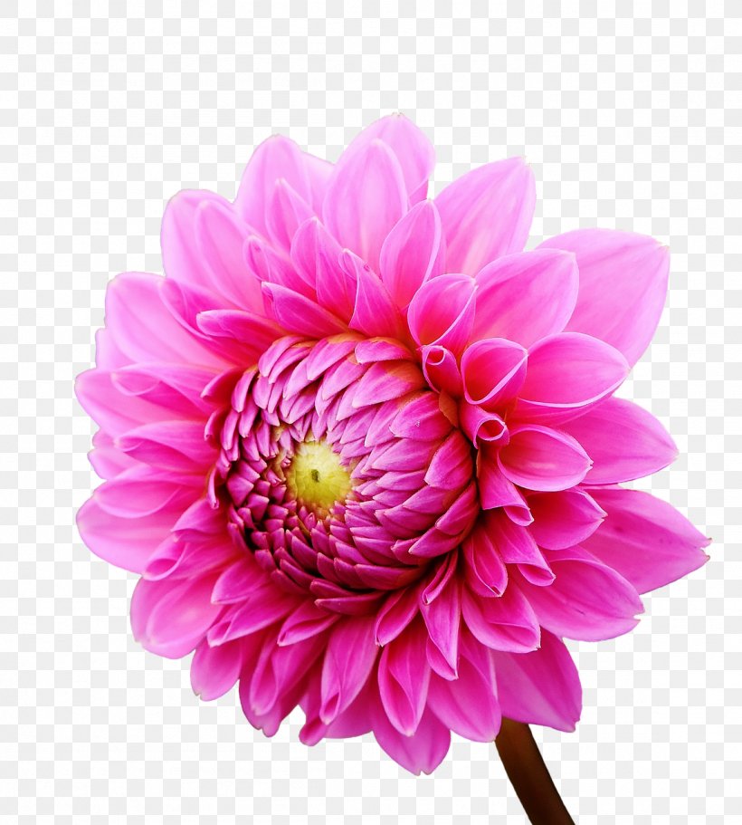 Dahlia Flower Garden Transvaal Daisy Daisy Family, PNG, 1152x1280px, Dahlia, Anemone, Annual Plant, Aster, Chrysanthemum Download Free