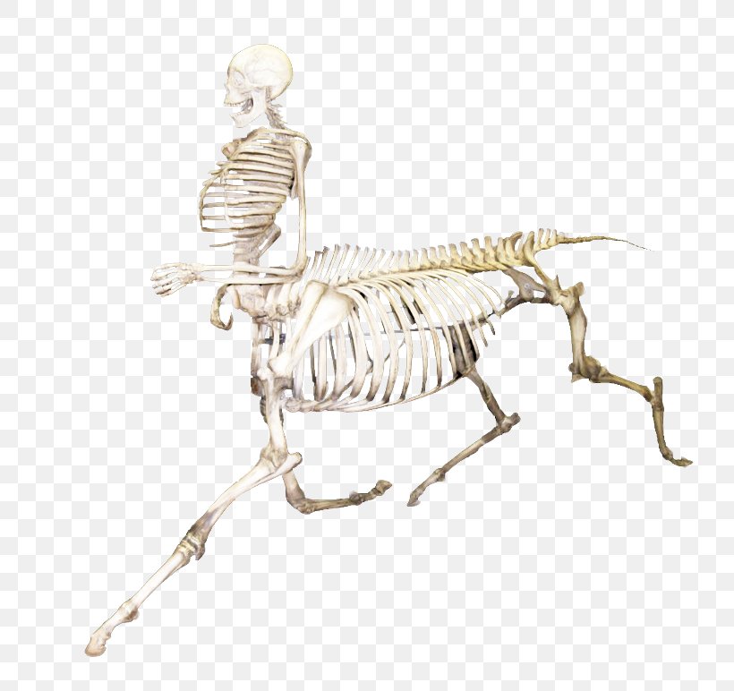 Mammal Skeleton, PNG, 800x772px, Mammal, Animal Figure, Drawing, Insect, Joint Download Free