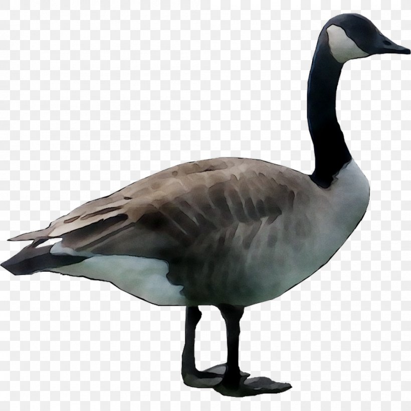 Snow Goose Duck Art Paper, PNG, 1053x1053px, Goose, Animal, Architecture, Art, Beak Download Free