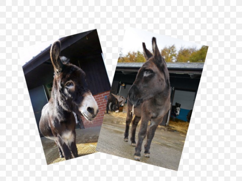 The Donkey Sanctuary Mule Pack Animal Snout, PNG, 1024x768px, Donkey Sanctuary, Adoption, Breed, Collaboration, Dog Download Free