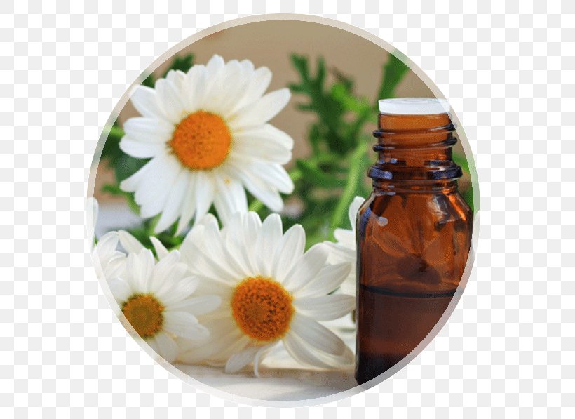 Essential Oil Tea Tree Oil Health Chamomile, PNG, 593x597px, Essential Oil, Aroma Compound, Aromatherapy, Chamomile, Cosmetics Download Free