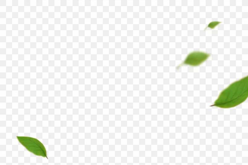 Leaf Angle Pattern, PNG, 3360x2242px, Leaf, Grass, Green Download Free