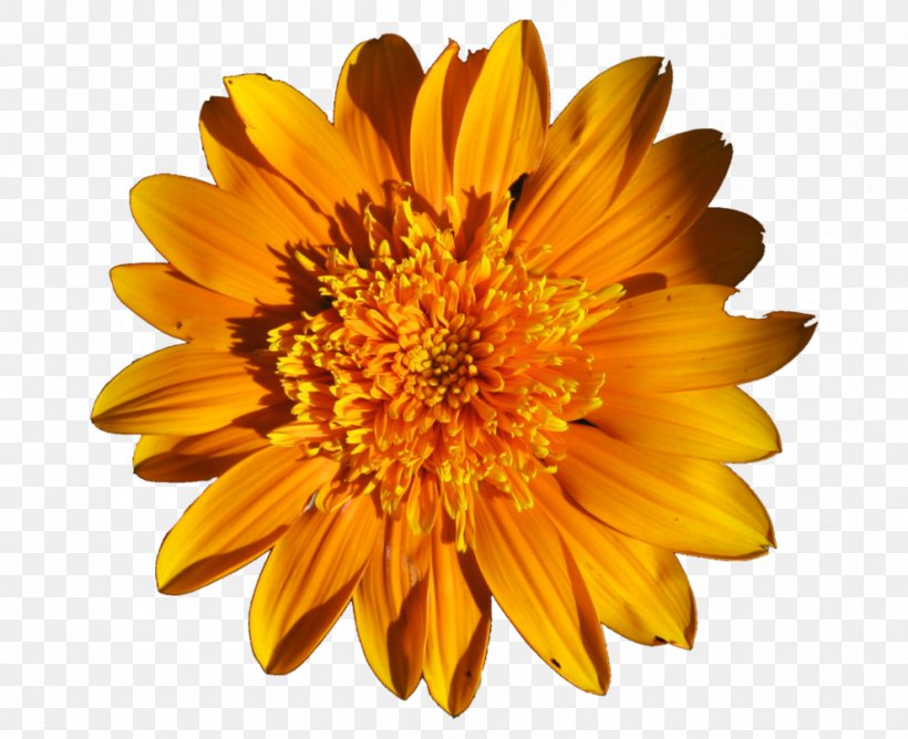 Common Sunflower Clip Art, PNG, 990x807px, Flower, Annual Plant, Chrysanths, Common Sunflower, Cut Flowers Download Free