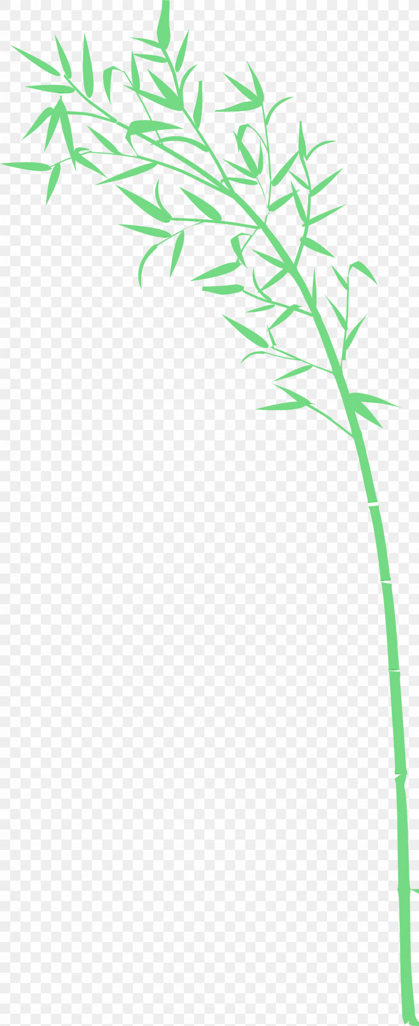 Green Plant Grass Plant Stem Grass Family, PNG, 1227x3000px, Bamboo, Flower, Grass, Grass Family, Green Download Free