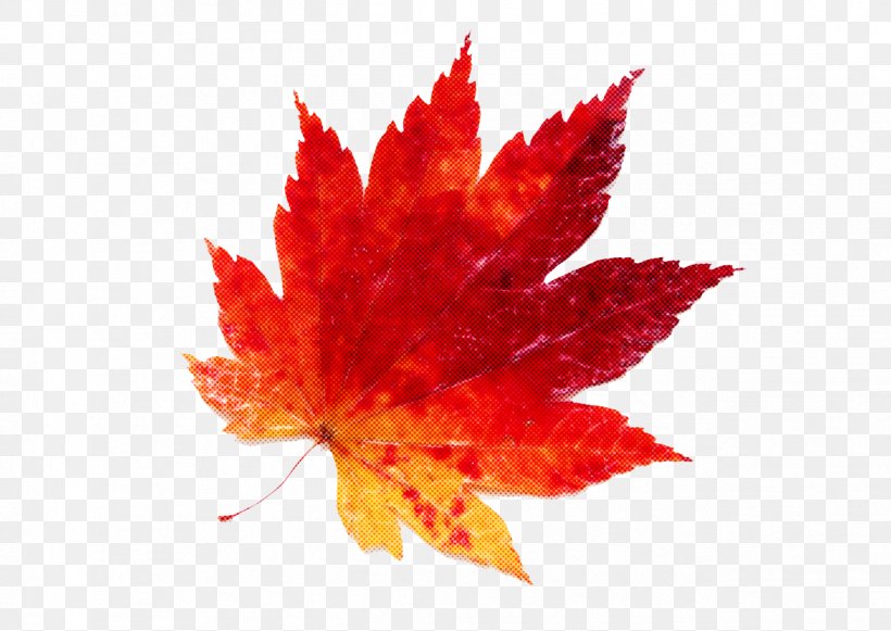 Maple Leaf, PNG, 1264x897px, Maple Leaf, Flower, Flowering Plant, Leaf, Maple Download Free