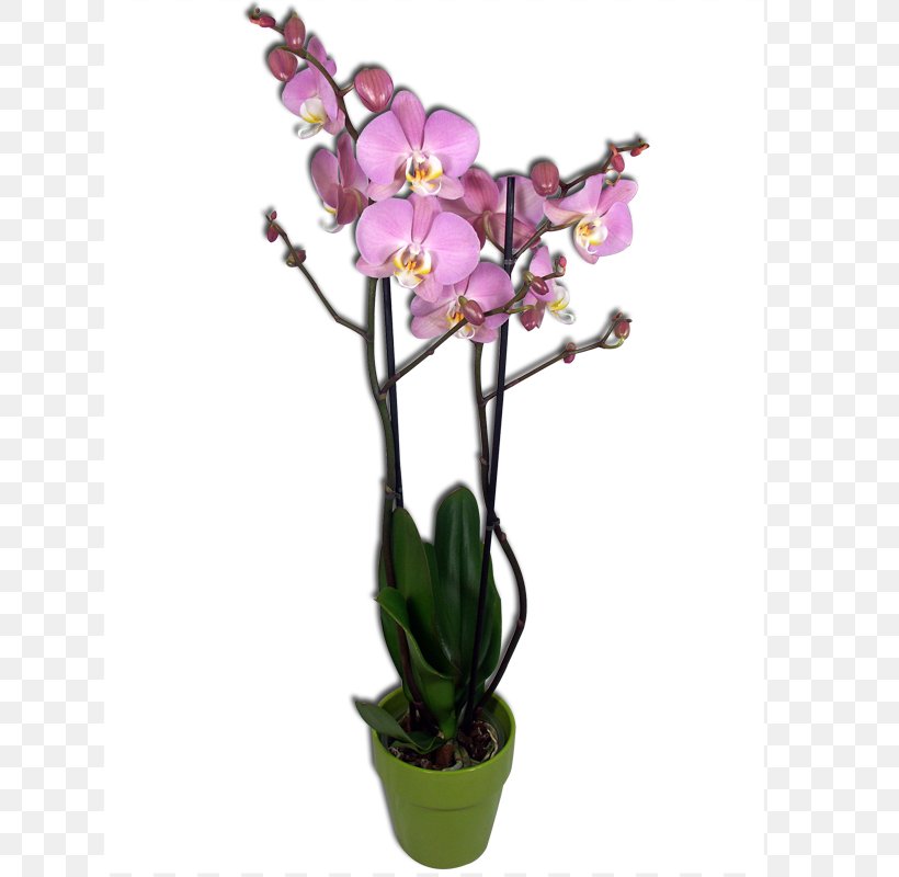 Moth Orchids Le Phalaenopsis: La Préférée Des Orchidées Cut Flowers, PNG, 800x800px, Moth Orchids, Artificial Flower, Branch, Butterflies And Moths, Cattleya Download Free