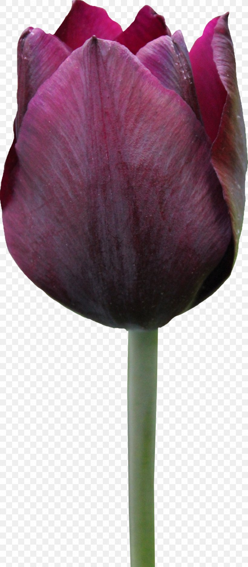 Tulip Flower Rose, PNG, 900x2057px, Flower, Bud, Close Up, Cut Flowers, Flowering Plant Download Free