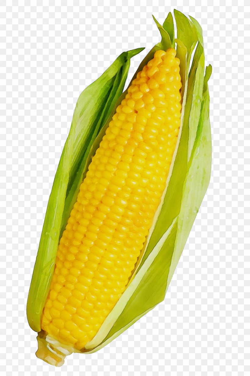 Corn Kernels Corn Corn On The Cob Sweet Corn Corn On The Cob, PNG, 1000x1507px, Watercolor, Corn, Corn Kernels, Corn On The Cob, Cuisine Download Free