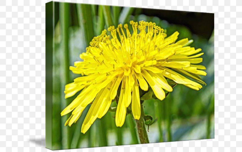 Dandelion Sow Thistles Flatweed Golden Samphire Flower, PNG, 650x517px, Dandelion, Annual Plant, Aster, Chrysanthemum, Chrysanths Download Free