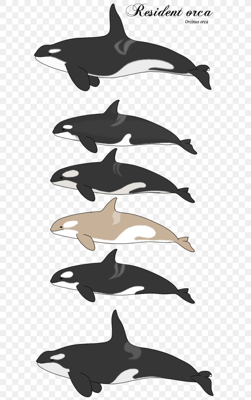 Dolphin Killer Whale DeviantArt Digital Art, PNG, 610x1309px, Dolphin, Art, Art Museum, Artist, Black And White Download Free
