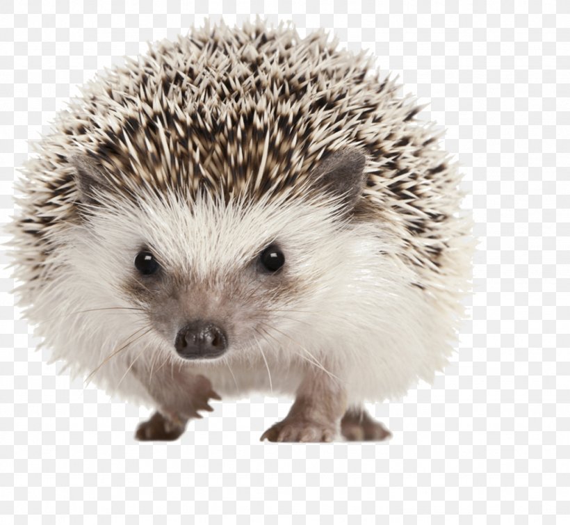 Four-toed Hedgehog Domesticated Hedgehog Stock Photography Pet Porcupine, PNG, 1024x944px, Fourtoed Hedgehog, Animal, Atelerix, Domesticated Hedgehog, Erinaceidae Download Free
