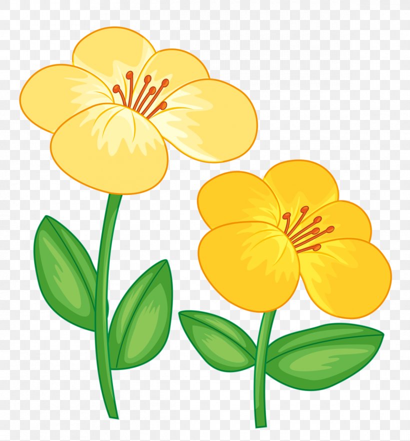Petal Flower Stock Photography Image, PNG, 1190x1280px, Petal, Art, Botany, Drawing, Evening Primrose Download Free